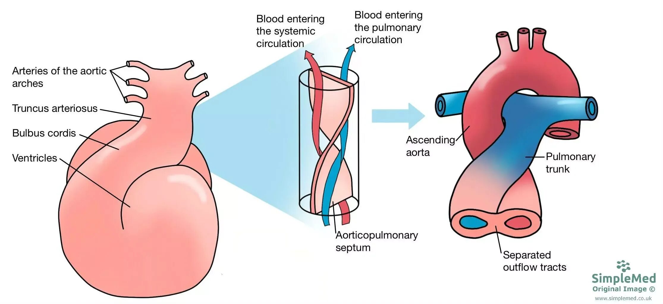 Plexus arteriosus