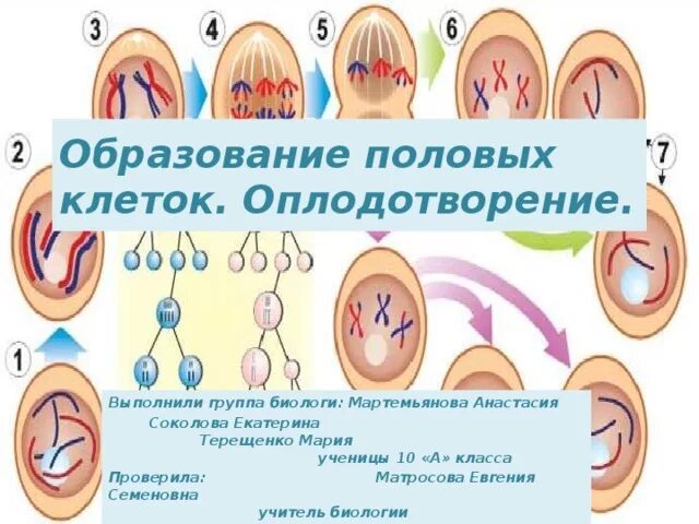 Образование половых клеток. Образование половых клеток оплодотворение кратко. Образование половый клеток и оплодотворение. Образование половых клеток и оплодотворение у животных.