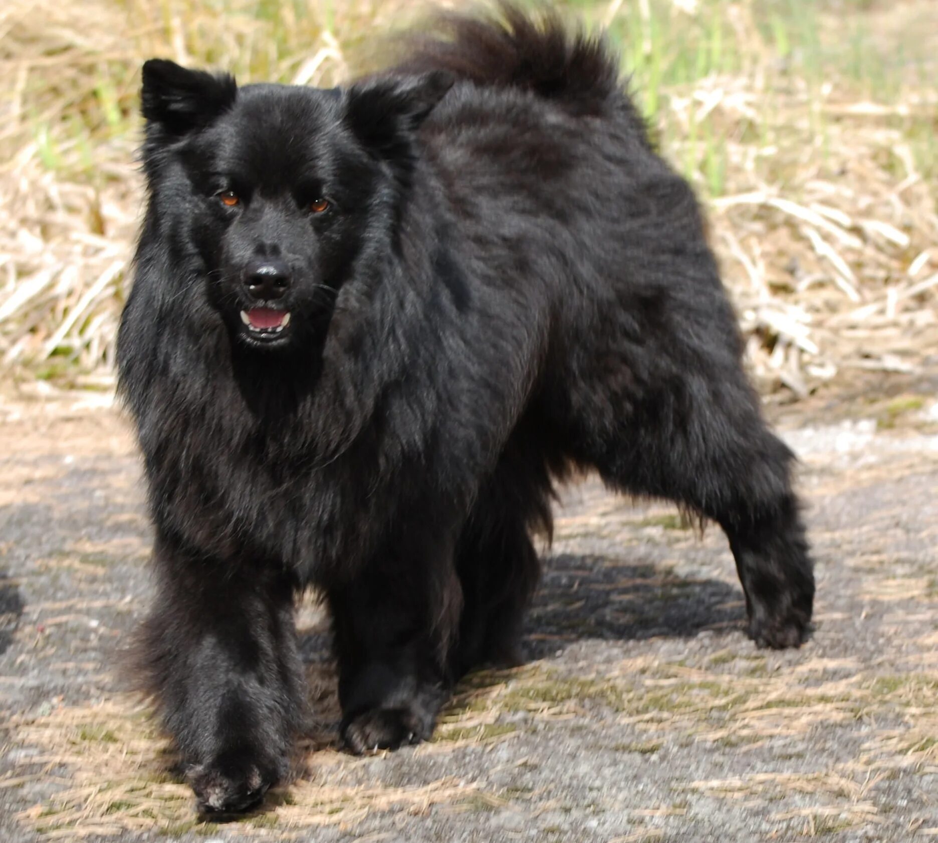 Порода черных пушистых собак