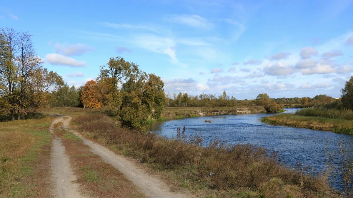 птичь. река железянка в железенке. растения и животные реки ипуть. река ипуть сураж. птичь кожа.