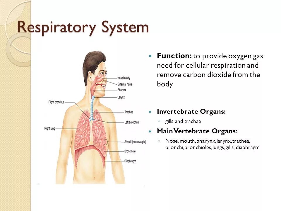 System functioning. Respiratory system презентация. functions of the respiratory system. дыхательная система на англ. respiratory function.