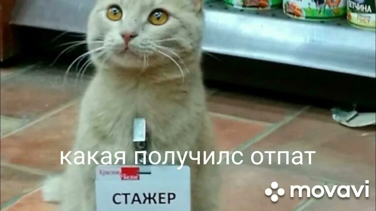 Мем кто меня содержать будет. Стажер мемы. Стажер мемы. Мемы про стажеров. Котик стажер.