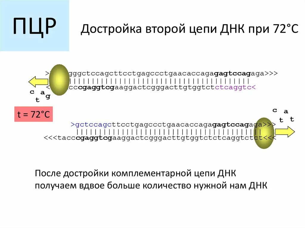 Достроить вторую цепь днк. Достроить 2 цепь ДНК. Элонгация. Достраивание цепей ДНК. Достройте цепочку ДНК. Достроить цепочку ДНК.