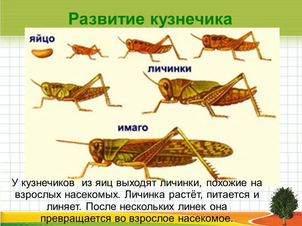 Отряд Прямокрылые размножение. Цикл развития кузнечика схема. Отряд Прямокрылые развитие с превращением. Личинка прямокрылых насекомых Тип. Для прямокрылых характерны