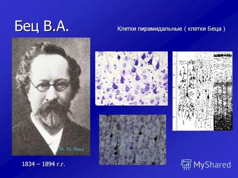 нейрон беца. большие пирамидные клетки беца. пирамидальная клетка беца. клетки беца расположены. клетки беца расположены.