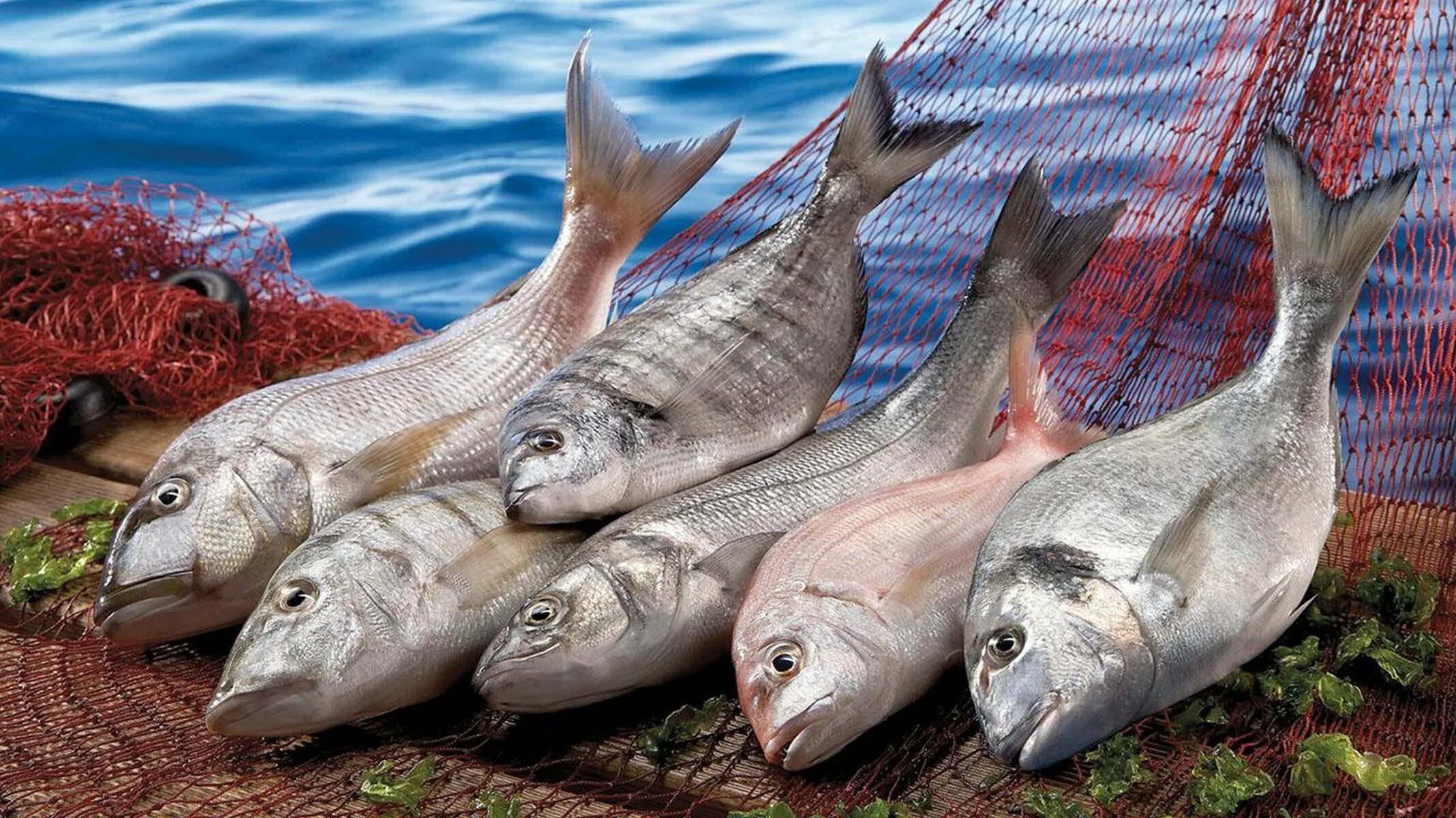 Морской промысел рыб. Промысловая рыба Кардинал. Рыба Кардинал морская Промысловая фото. Леврек рыба в Турции. Рыба съедобная.