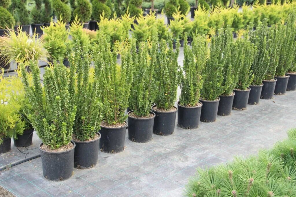 царь сад, посёлок парголово. царь-сад питомник растений официальный сайт. москва мкад 14-й километр 4 царь сад. царь сад москва. садовый питомник царь сад.