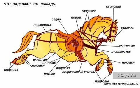 Конный адвент календарь с амуницией для лошади