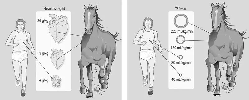 Сколько в человеке лошадиных. Лошадиное сердце у человека. Размер лошадиного сердца. Лошадь в сравнении с человеком.