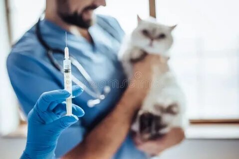 Доктор пол ветеринар на русском