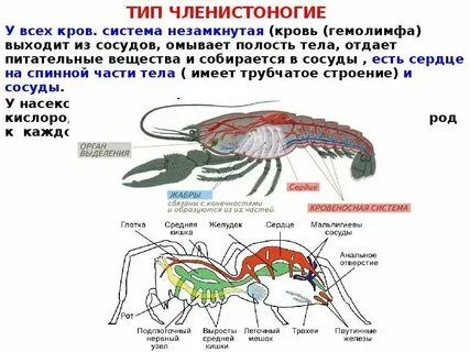 Сколько кругов кровообращения у членистоногих