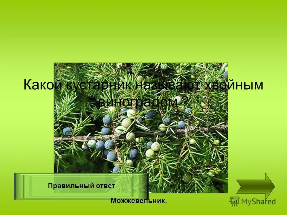 Juniper berry можжевельник. шишкоягоды можжевельника. шишкоягоды можжевельника. можжевельник обыкновенный верес. тис хвойное дерево.