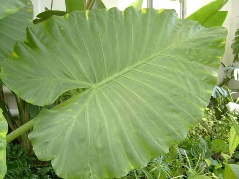 Монстера деликатесная (monstera deliciosa). Филодендрон меланохризум. Монстера деликоса. Монстера делициоза. Монстера деликатесная (monstera deliciosa).