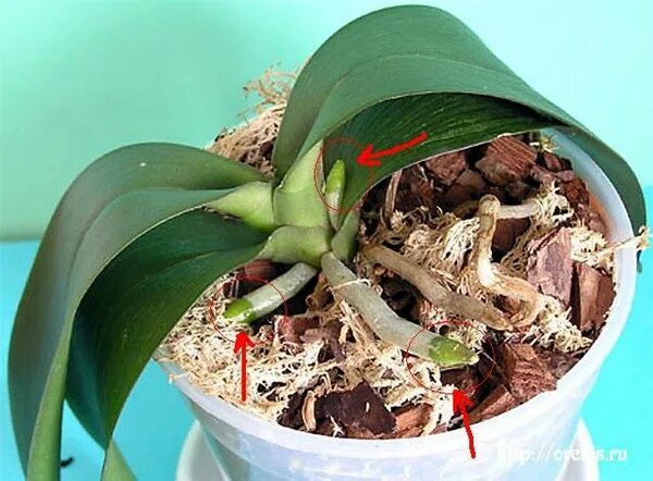 Детка орхидеи на корне. Орхидея фаленопсис корни. Ризоктониоз орхидеи фаленопсис. Детки орхидеи фаленопсис. Орхидея фаленопсис Росток.