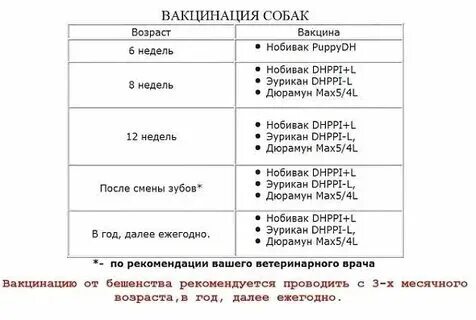 График вакцин для собак. Прививка щенкам по возрасту. Прививки для собак немецкой овчарки таблица. Прививки щенкам в 2 месяца йоркширский терьер. Прививка щенку в 2 месяца.