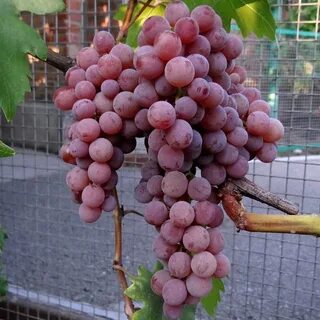 Сорт винограда сомерсет сидлис отзывы