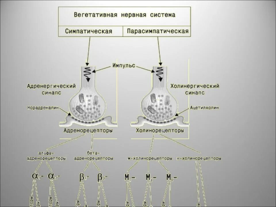 Система передачи импульсов. Схема проведения импульса в нейроне. Передача нервного импульса к мышце. Структурная схема системы передачи с врк. Возникновение и проведение нервного импульса.