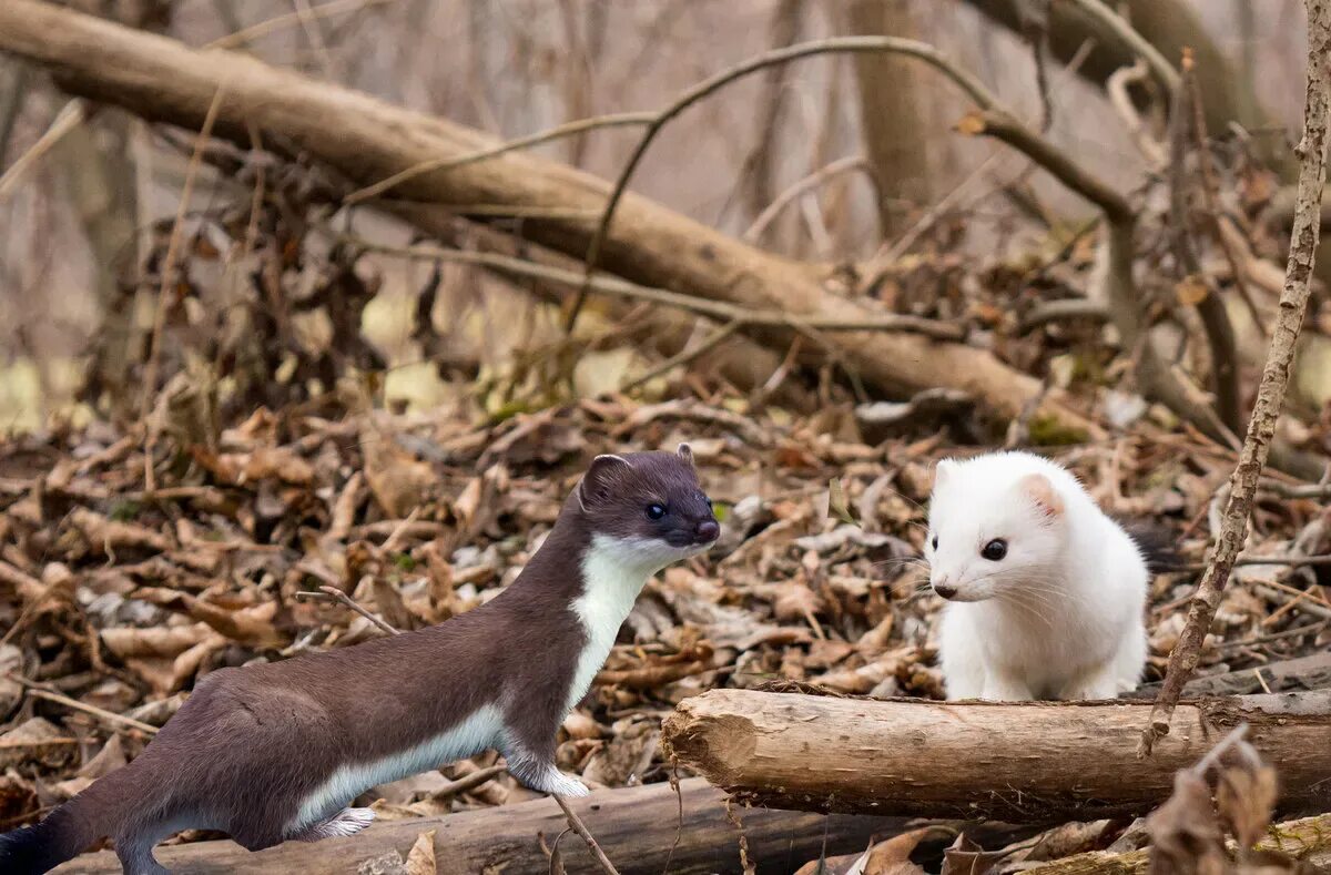 Ласка в тундре. Ласка животное с добычей. Доклад про ласку. Ласка норка хорёк горностай. Ласка степная.