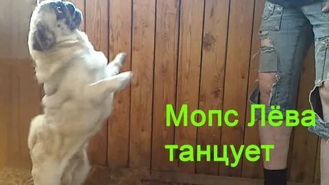 Мопс танцует 10