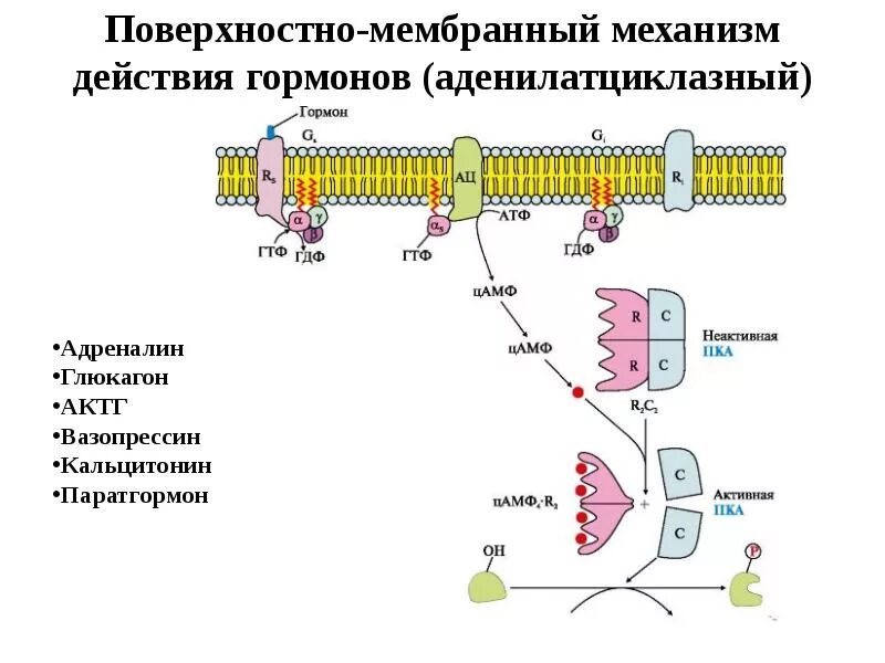 Механизм действия гормонов биохимия схема. Механизмы действия гормонов (мембранный, мембранно внутриклеточный),. Механизм действия гормонов с рецепторами на мембране. Стероидные гормоны схема действия биохимия. Мембранно внутриклеточный.