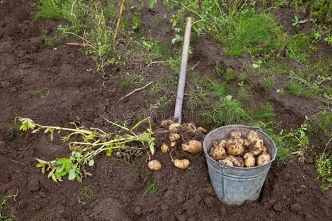 На огороде посадили картофель