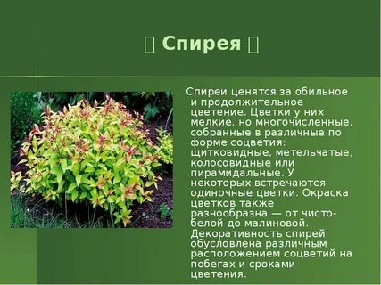 Сообщение о декоративном растении