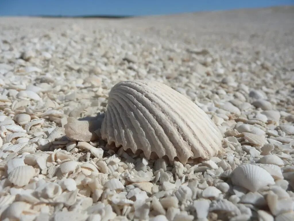 Пляж Шелл Бич. Морская Ракушка Витязево. Ракушки на пляже. Примета ракушка