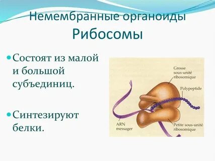 Какой органоид называют фабрикой белка