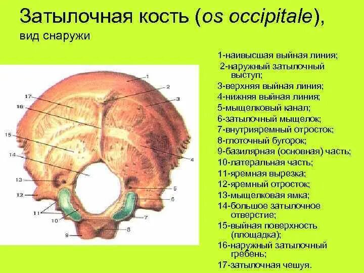 Кости черепа затылок. Верхняя выйная линия затылочной кости. Затылочная кость черепа анатомия. Затылочная кость черепа анатомия строение. Строение затылочной кости черепа.