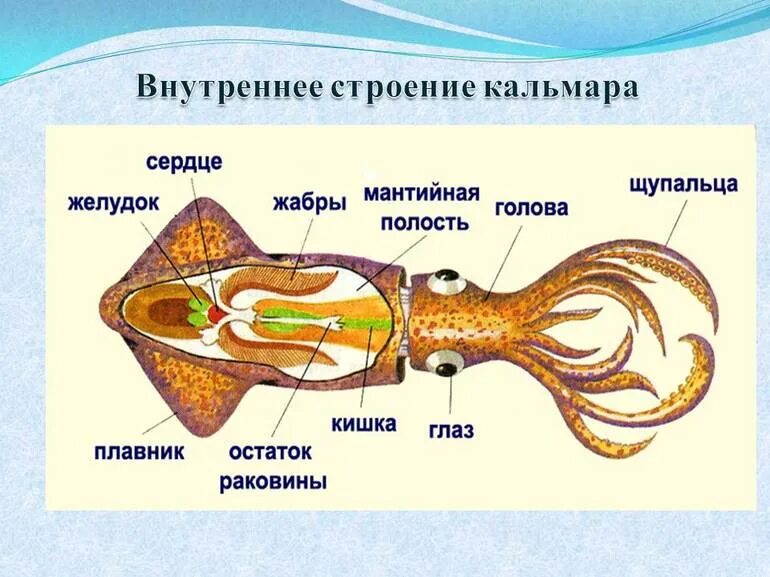 Класс головоногие выделительная система