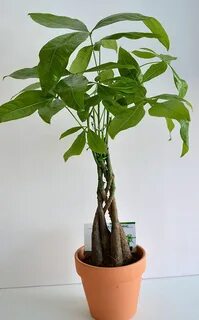 Money tree plant