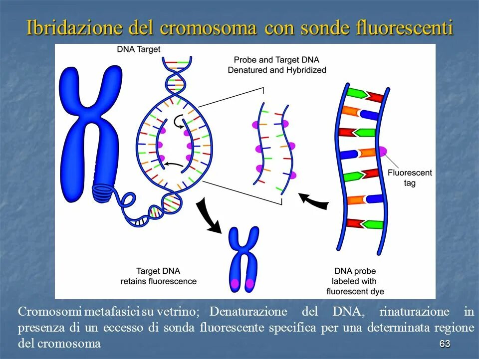 Днк зонд. Принцип метода ДНК-зондов. ДНК И РНК зонды. Метод ДНК зондов схема.