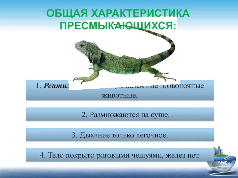 Характеристики пресмыкающихся 2 класс. Класс земноводные класс пресмыкающиеся. Общие черты пресмыкающихся. Рептилии характеристика. Прыткая ящерица температура тела непостоянная