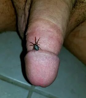 Spider cock 