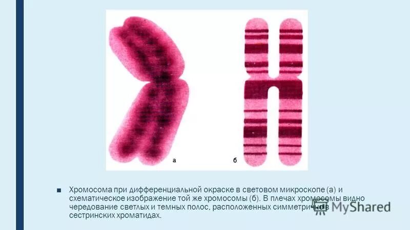 Изменение окраски хромосом