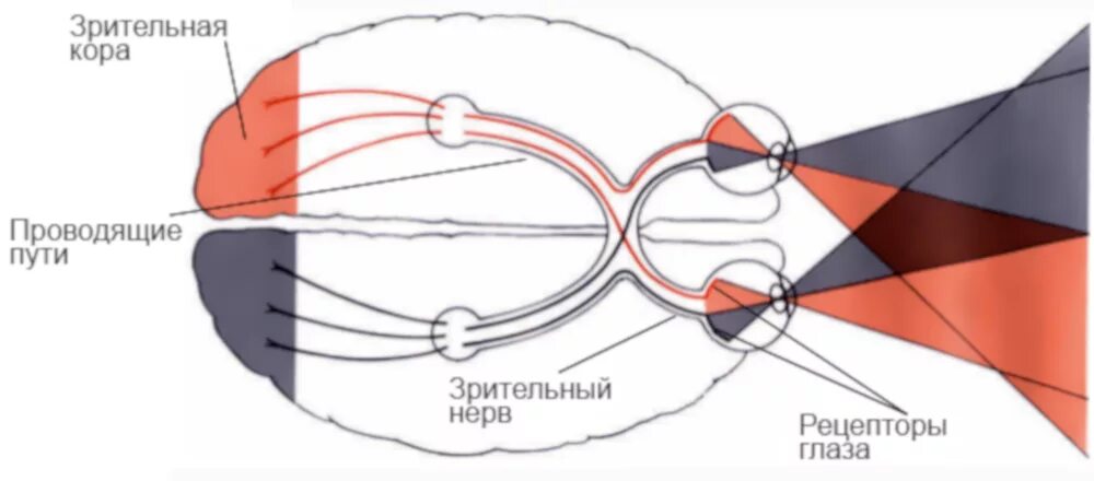 Изображение попадает на сетчатку. Зрительная кора мозга зрительный нерв зрительные рецепторы. Строение зрительного нерва глаза. Зрительный анализатор поле зрения. Проекция изображения на сетчатку глаза.