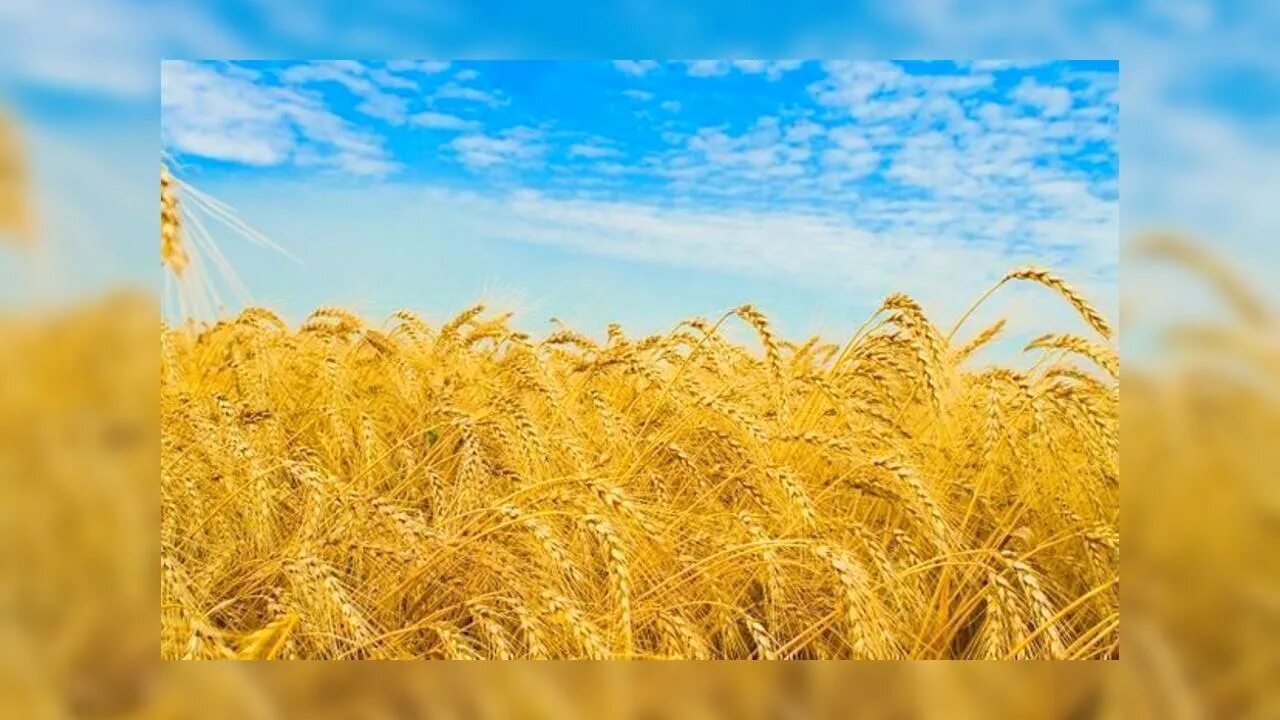 Зерновые культуры поля. Урожая зависят от. Потери урожая таблица. От чего зависит урожай картофеля. Урожая зависят от.