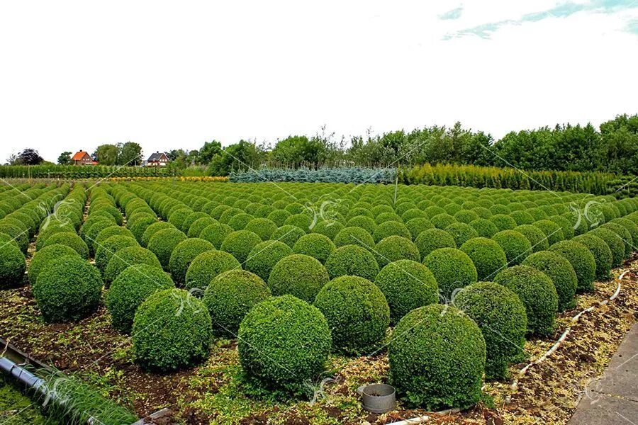 Барбарис ниваки. Ассортимент кустарников. Сумах дерево ниваки. Бересклет компактус. Ассортимент кустарников.