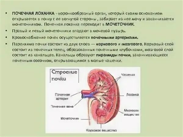 Стенка почки