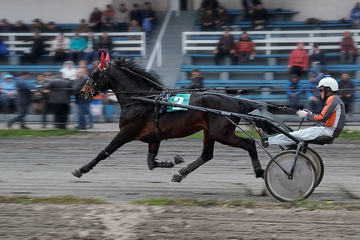 Аттракцион ипподром. Ипподром абакан. Рысак под седлом. Абаканский ипподром. Ипподром абакан.