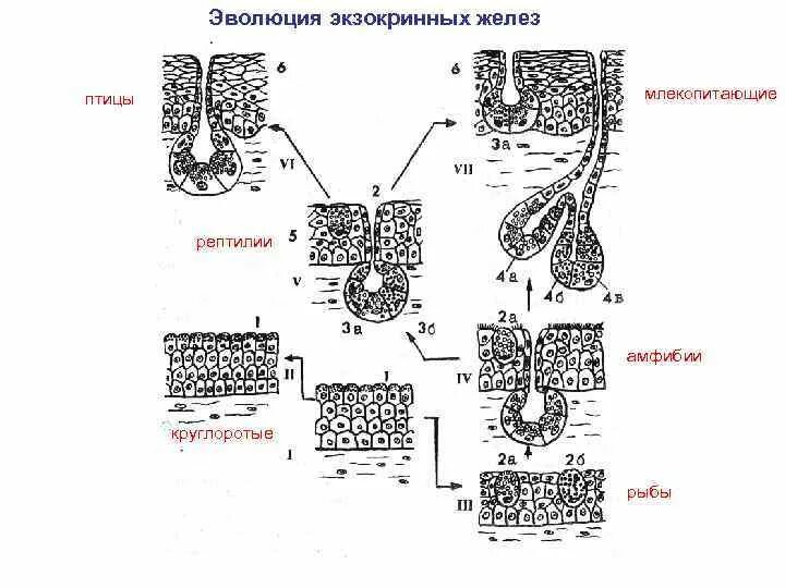 Классификация экзокринных желез по составу секрета. Экзокринные железы классификация строение. Одноклеточные экзокринные железы. Трубчатые экзокринные железы.