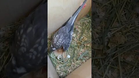 Размножение корелл