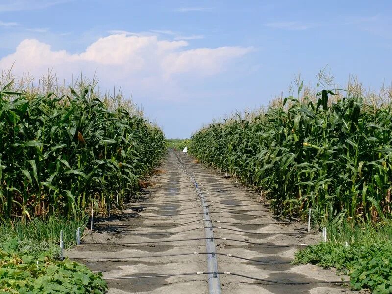 колхоз в астраханской. астраханский регион харабалинский район. капустофель астрахань. в астрахани замор рыбы. агроном картофель.