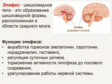 Железы внутренней секреции гипофиз и эпифиз