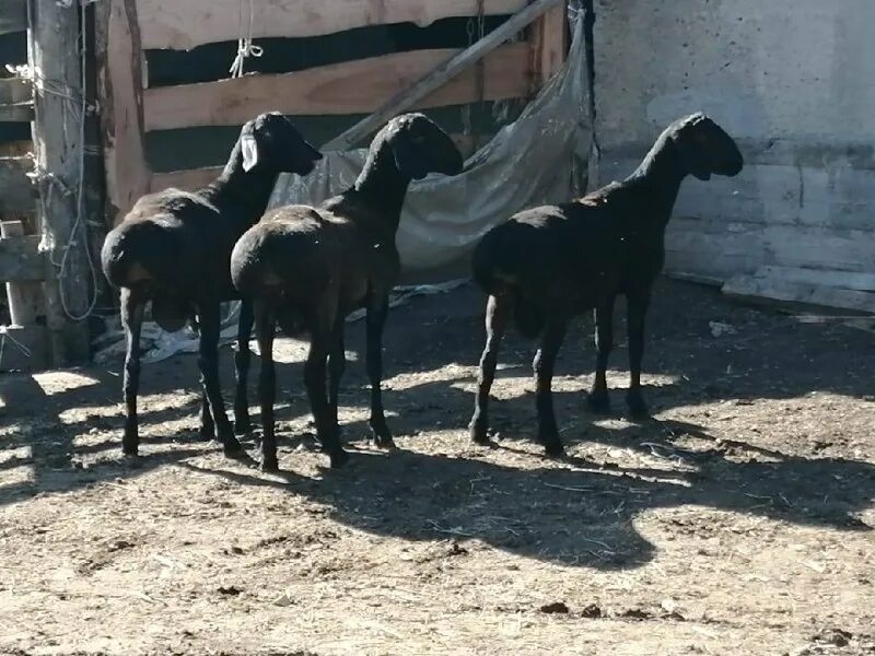 конеферма в чадыр-лунги. гисар кж. эдильбай порода. афганский гиссар кочкор. порода баранов эдильбай.