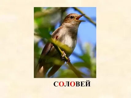 Разбуженный соловьями