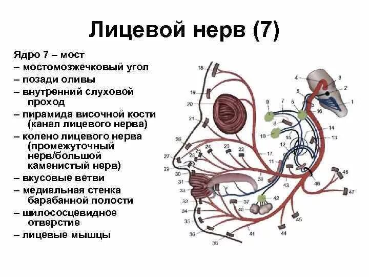 2 лицевой нерв. Топография лицевого нерва схема. Лицевой нерв ядра топография. Лицевой нерв неврология схема. Схема иннервации лицевого нерва.