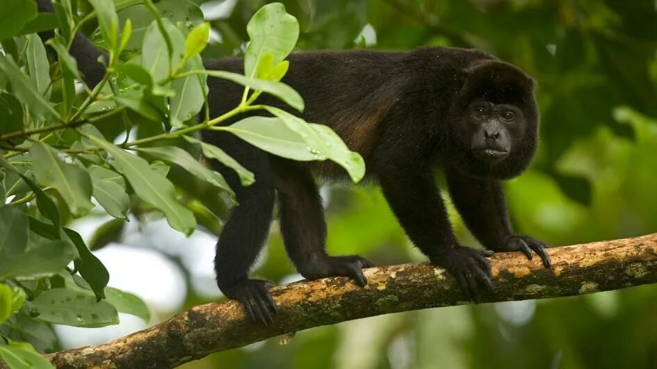 Приматы обитают. Белогрудый капуцин. Обезьяна ревун ареал обитания. Обезьяна породы капуцин. Бурый черноголовый капуцин.