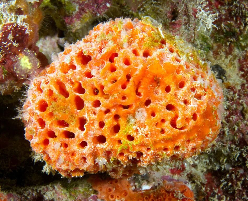 Покажи фото губки. Губки porifera spongia. Покажи фото губки. Морская губка hertwigia. Морская губка розациндра.