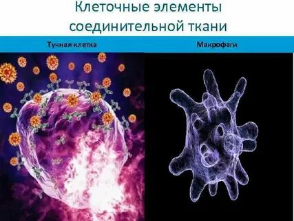 Тканевые макрофаги